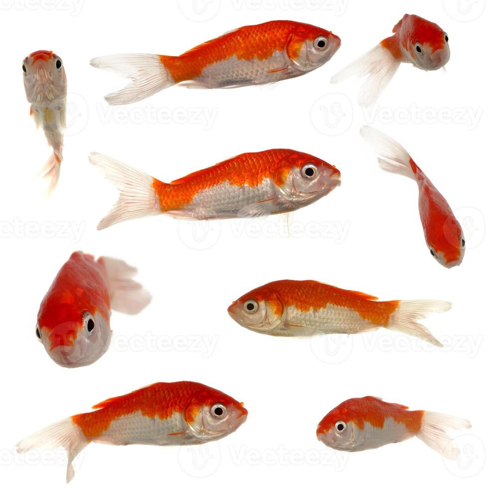 Groupe of many goldfish photo