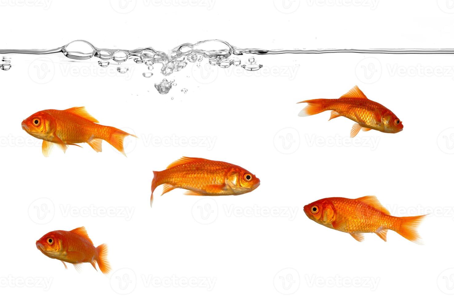 Water line and gold fish photo