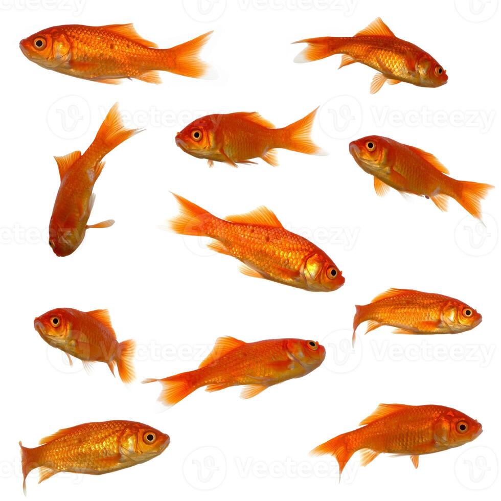 Groupe of many goldfish photo