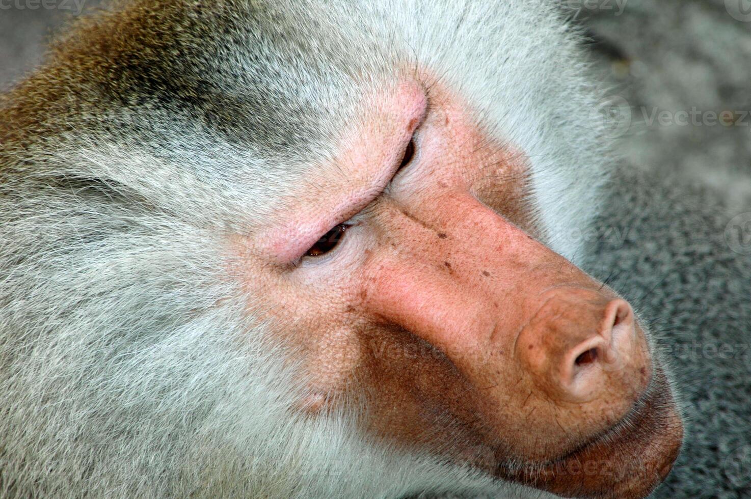 Monkey face, Hamadryas Baboon photo
