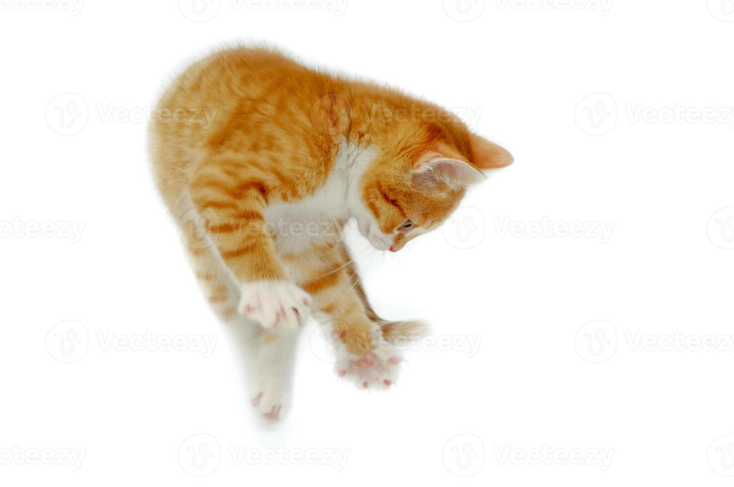 Sweet jumping kitten photo
