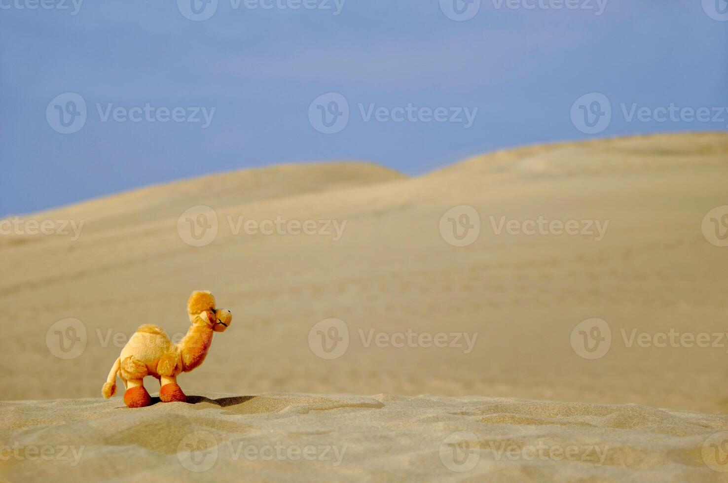 Dromedar in desert photo