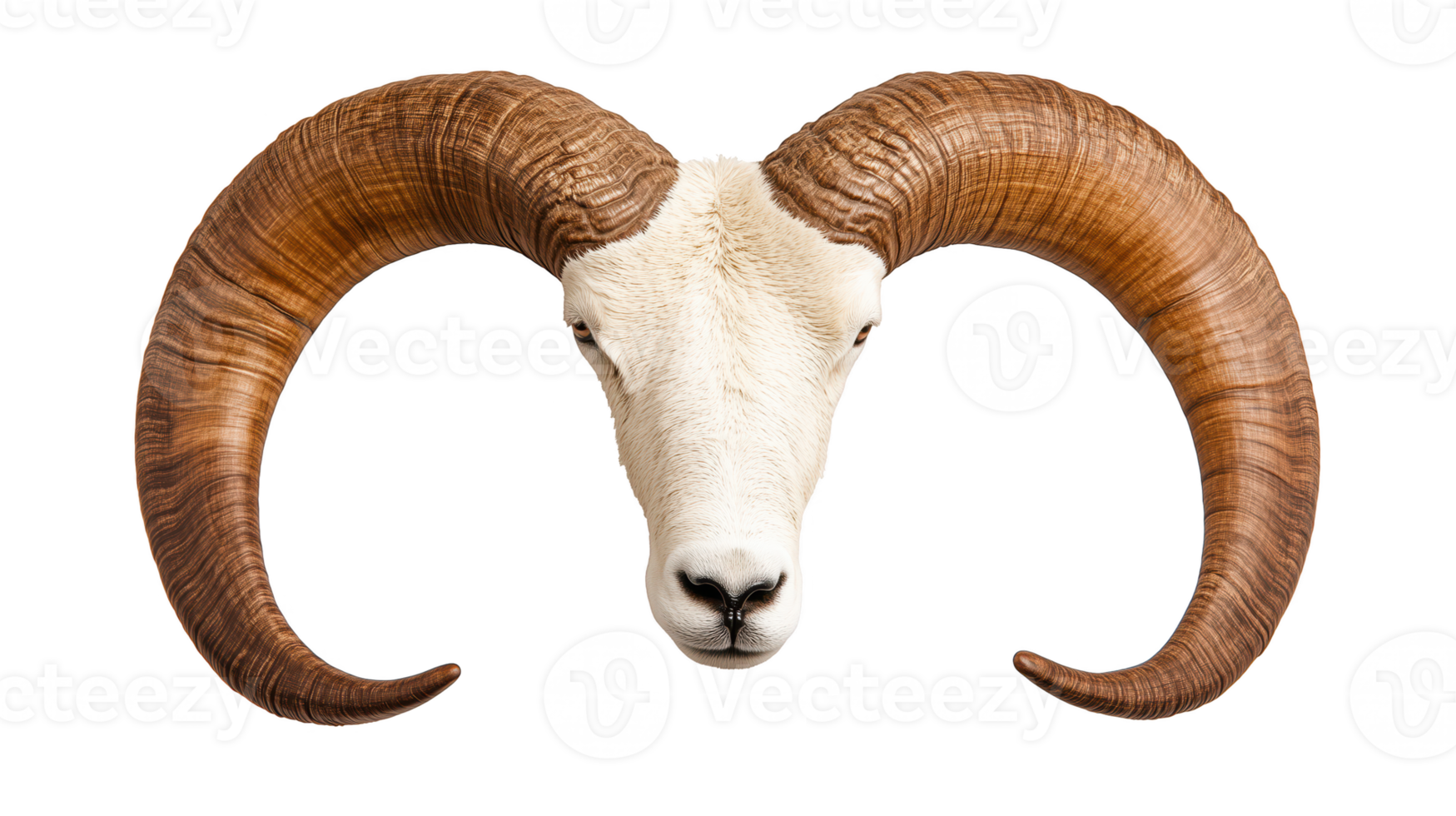 Ram head with majestic horns, isolated on transparent background. png