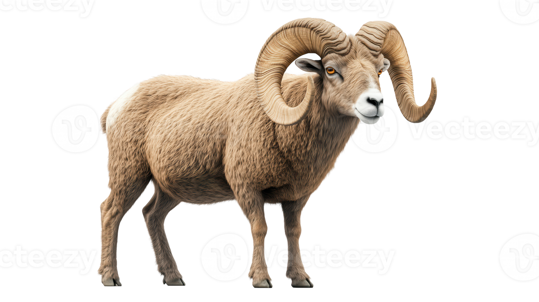 Mountain sheep with large horns, isolated on transparent background. png