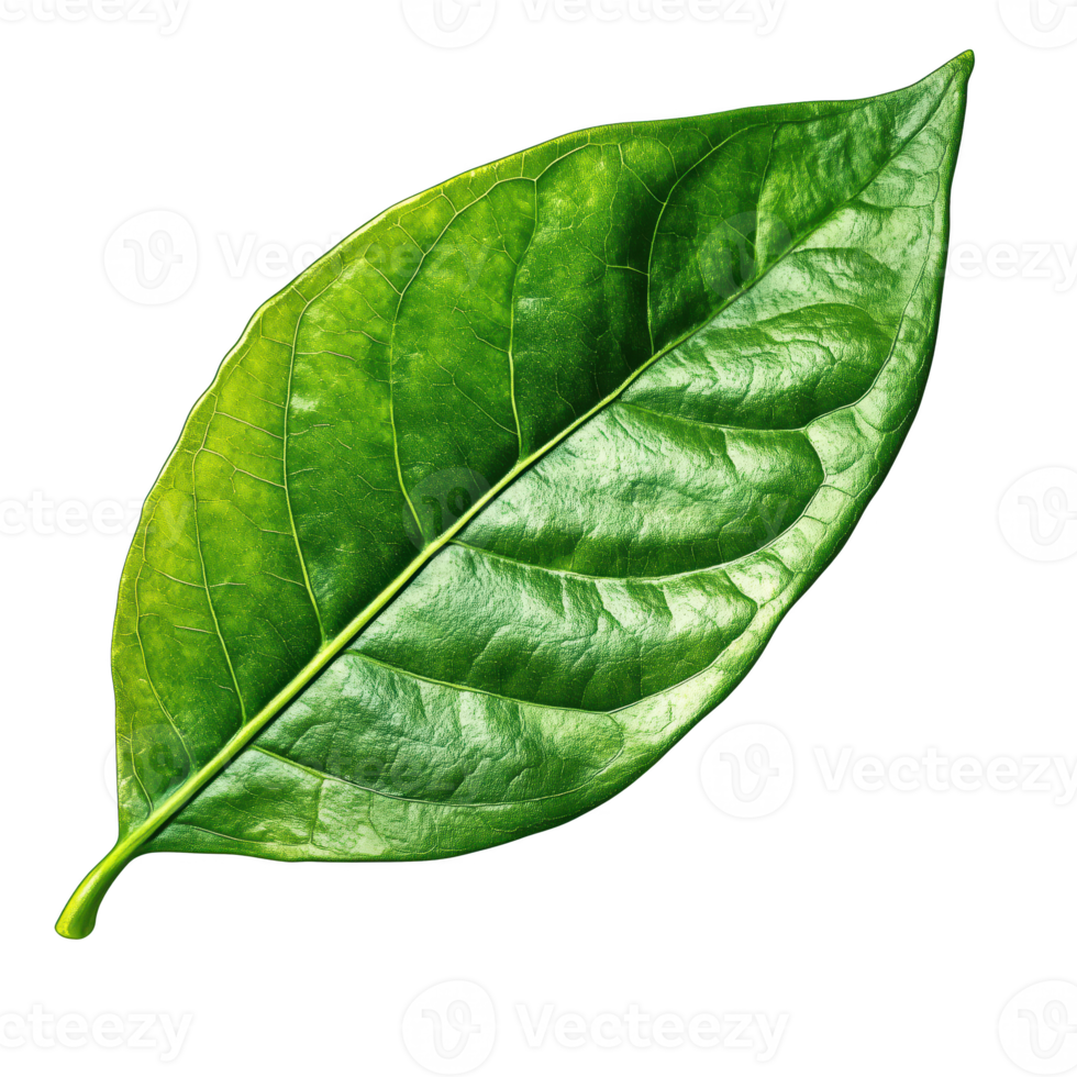 A vibrant green leaf showcasing intricate details and textures, isolated on transparent background. png
