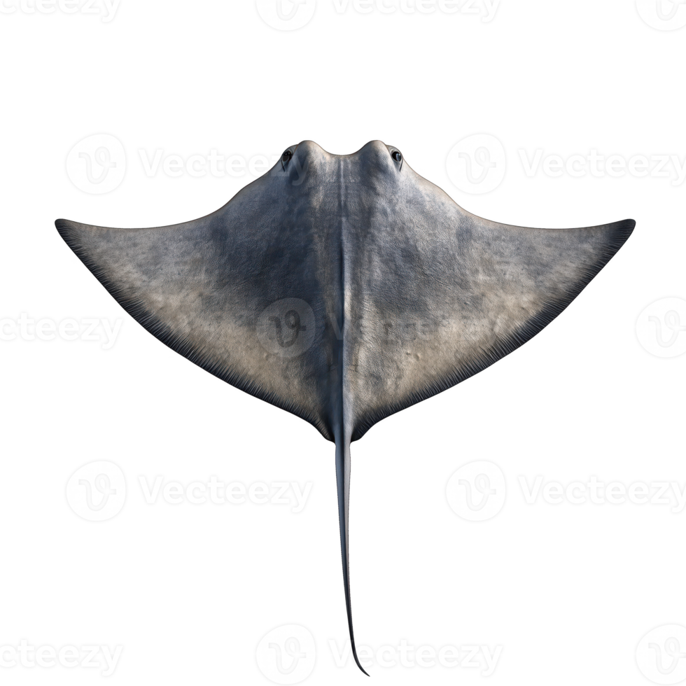 Die-Cut, manta ray in a floating position, isolated on transparent background. png