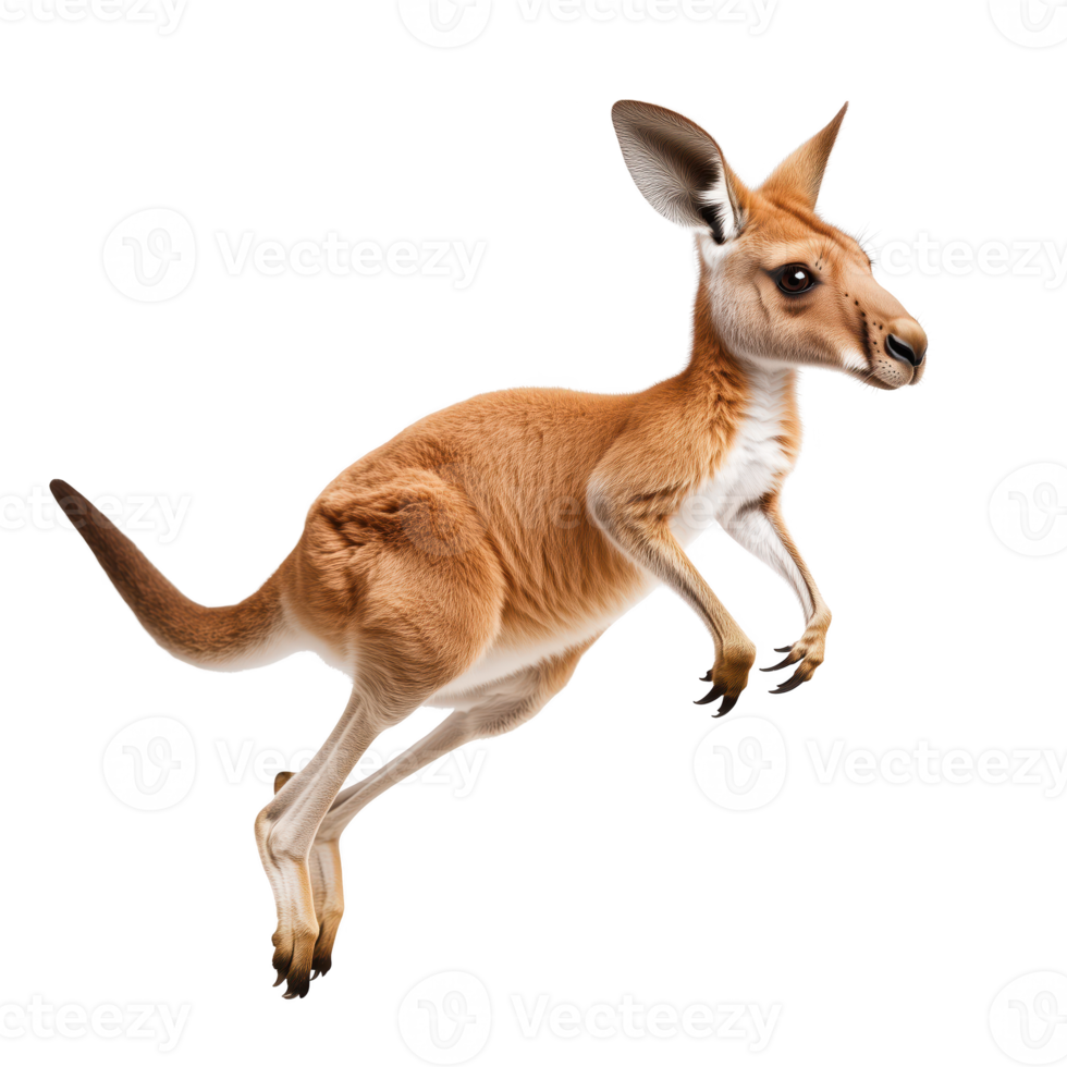 A kangaroo leaping gracefully isolated on transparent background. png