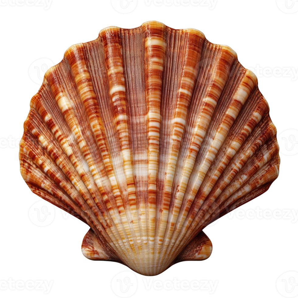 Beautiful scallop shell with intricate patterns, isolated on transparent background. png