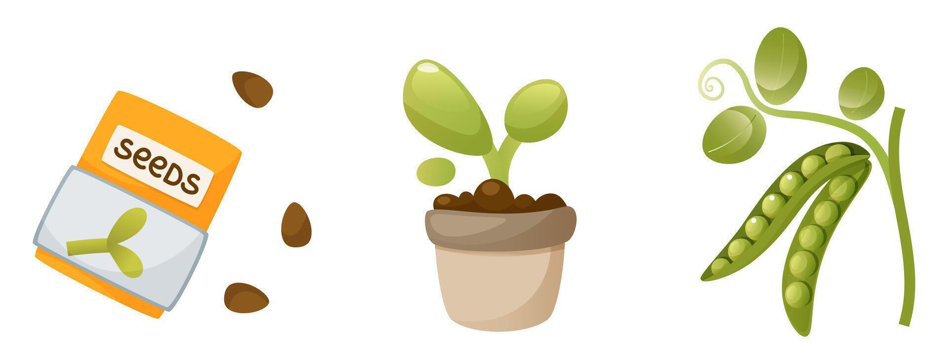 The process of growing peas from seeds, from sprouts to mature plants. Seeds, seedlings, sprout, vegetable, pod, harvest. Home gardening. Plant growth stage, life cycle, on a white background. vector