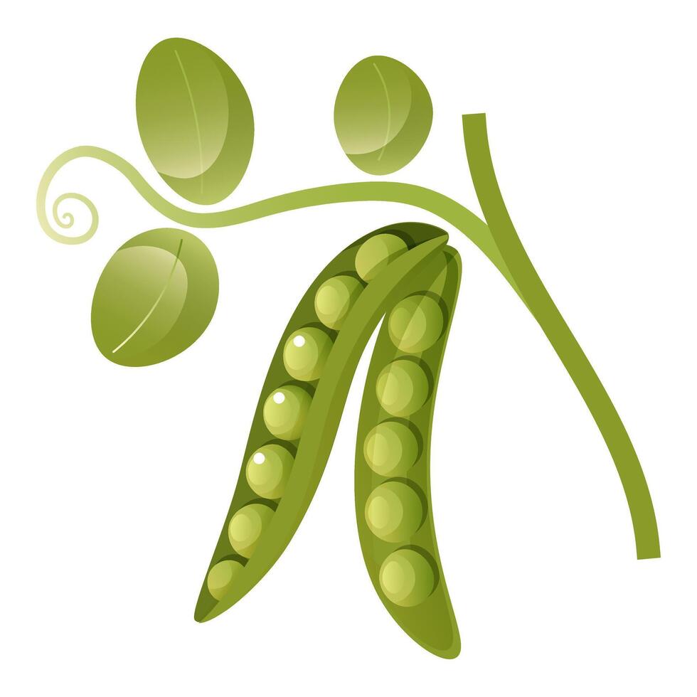 illustration of green peas in a pod with a twig and leaves on a white background. Healthy organic food, fresh green vegetables. Element for packaging and menu design. vector