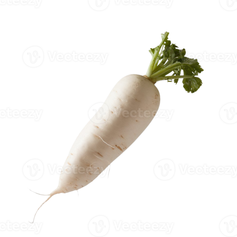 Picture showcasing one white radish against a transparent background png