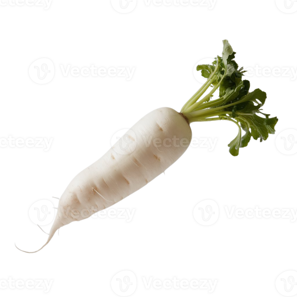 Image of a single white radish isolated on a transparent background png