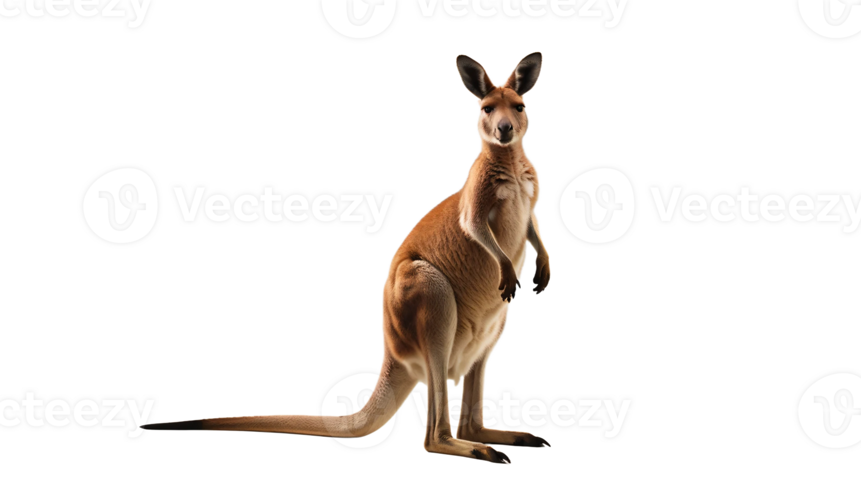 kangaroo standing on its hind legs against a transparent background png