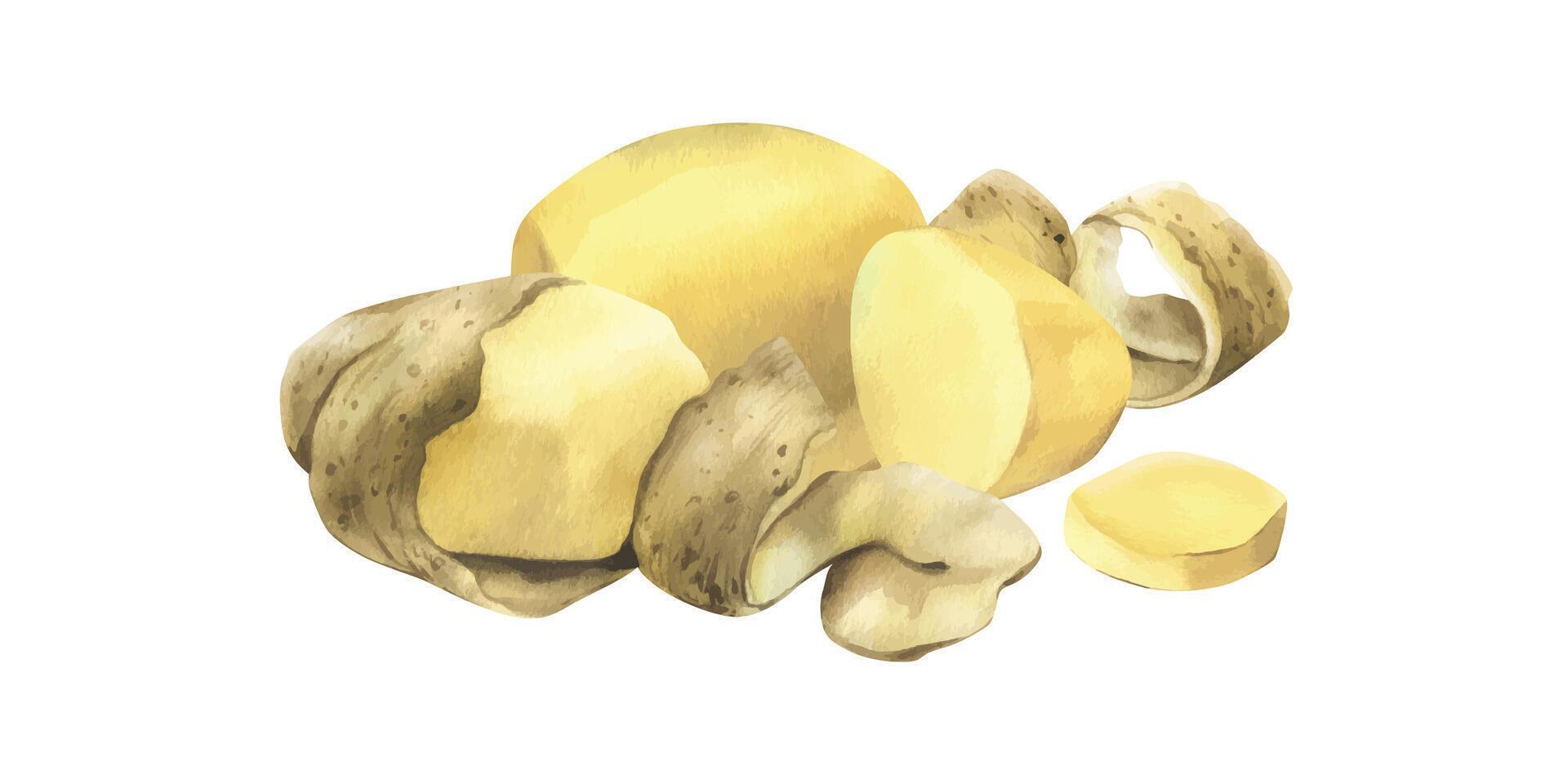 White potatoes whole, half, cut, peeled and wedges. Watercolor hand drawn illustration on the theme of harvesting, cooking, food, vegetable shop design. Composition isolated from background vector
