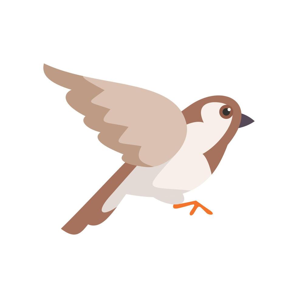 House sparrow bird flying with spread wings vector