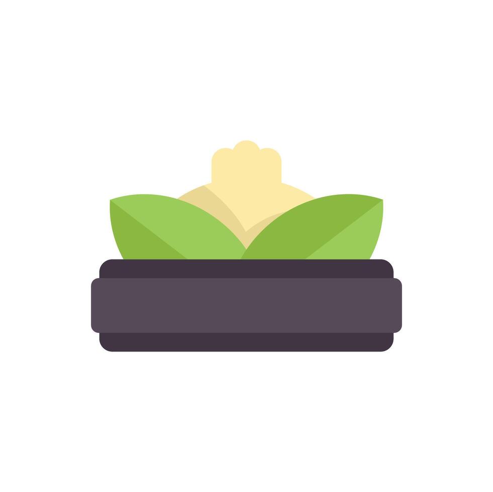 Freshly harvested cauliflower growing in a pot with copy space vector