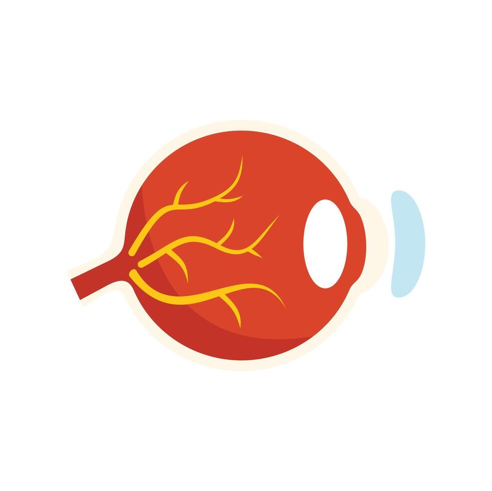 Human eyeball anatomy showing sclera, iris, pupil and optic nerve vector