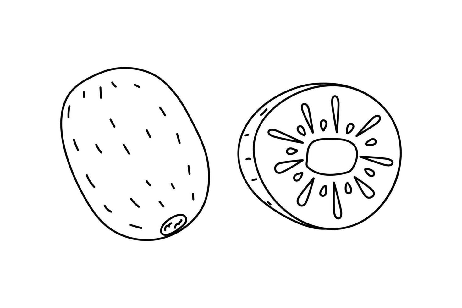 Sketch of a whole kiwi fruit and its cross-section with detailed internal structure vector