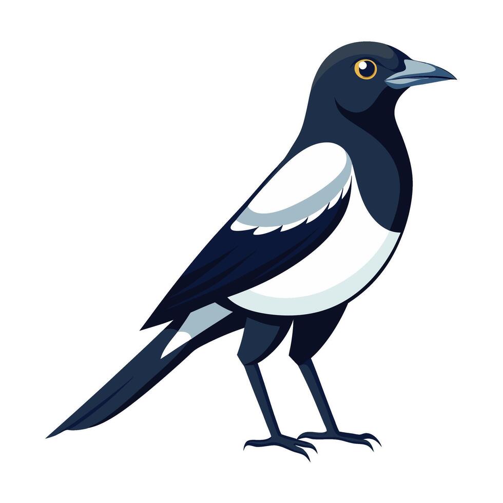 magpie bird flat style isolated on white background. illustration vector