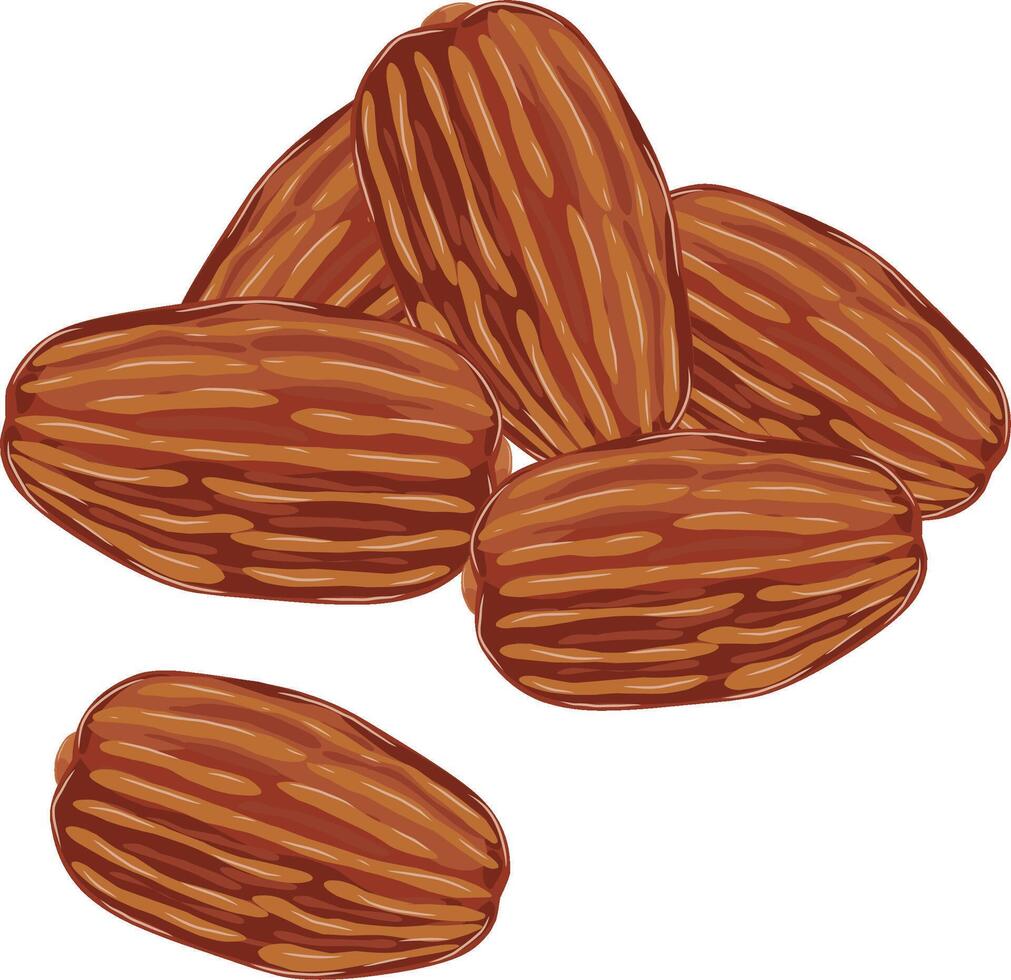 Dates Fruit Illustration vector