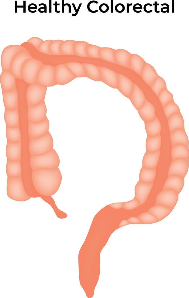 Healthy Colorectal Science Design Illustration Diagram vector