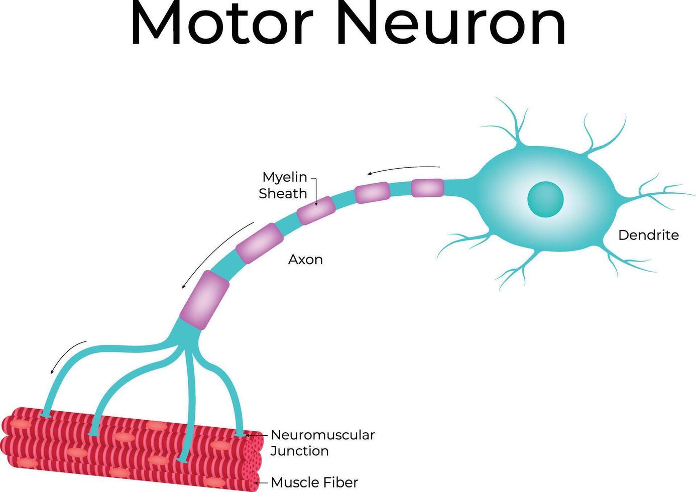 Motor Neuron Science Design Illustration Diagram vector