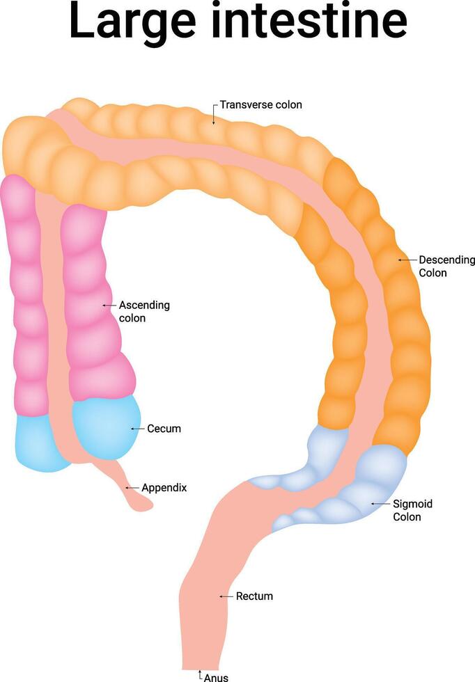 Large Intestine Science Design Illustration Diagram vector