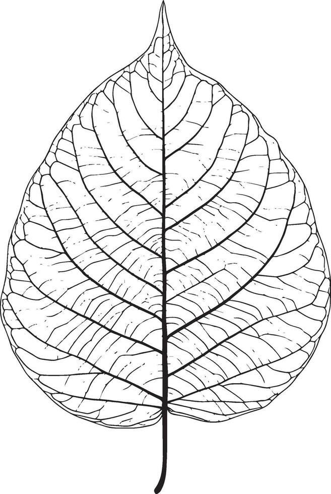 a black and white drawing of a leaf icon vector