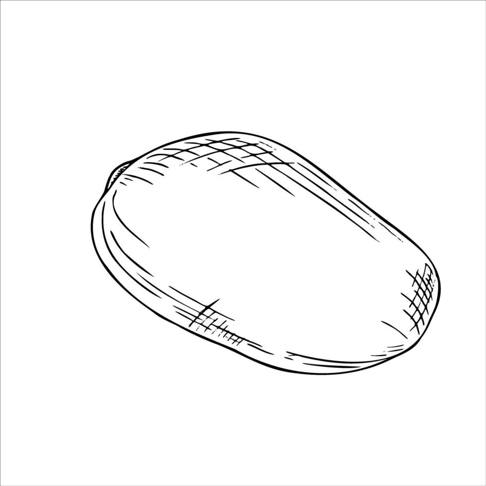 Whole ripe sweet mango fruit isolated illustration painted by black inks. Summer tropical vegan plant food hand drawn sketch engraving illustration. Ingredient for coloring page vector