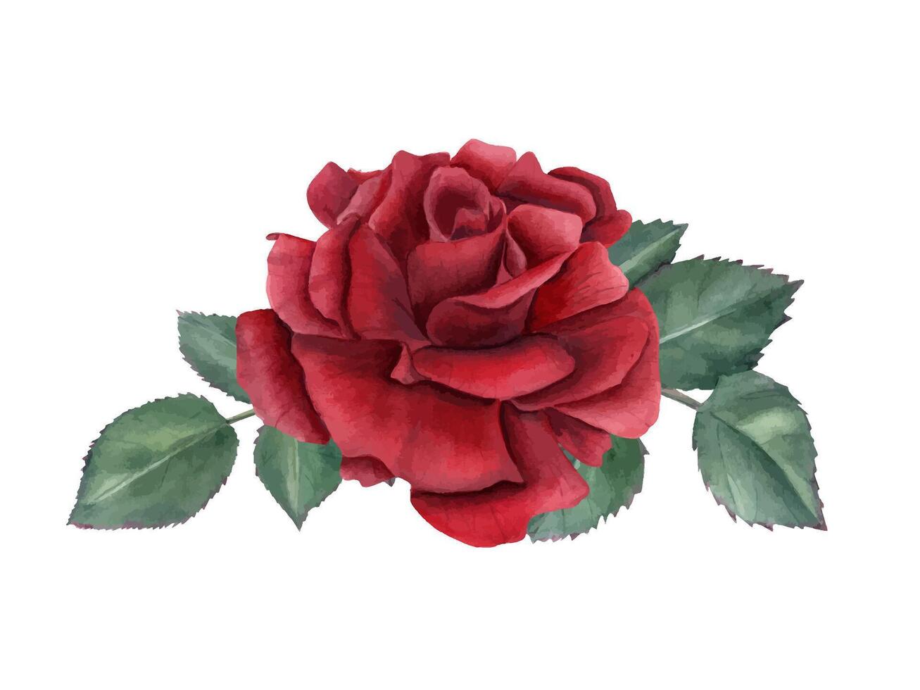 Garden red rose with leaves watercolor illustration. Single flower and greenery composition in realistic style. Floral bouquet for wallpaper design, Valentine day, Mother day cards vector