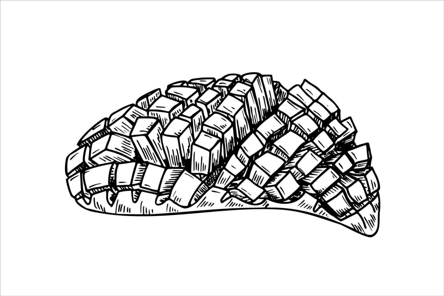 One cut half mango line art black and white ink sketch. Aromatic juicy sliced mango cubes fruit monochrome hand drawn flat. For summer healthy dessert or drink decor, coloring book vector