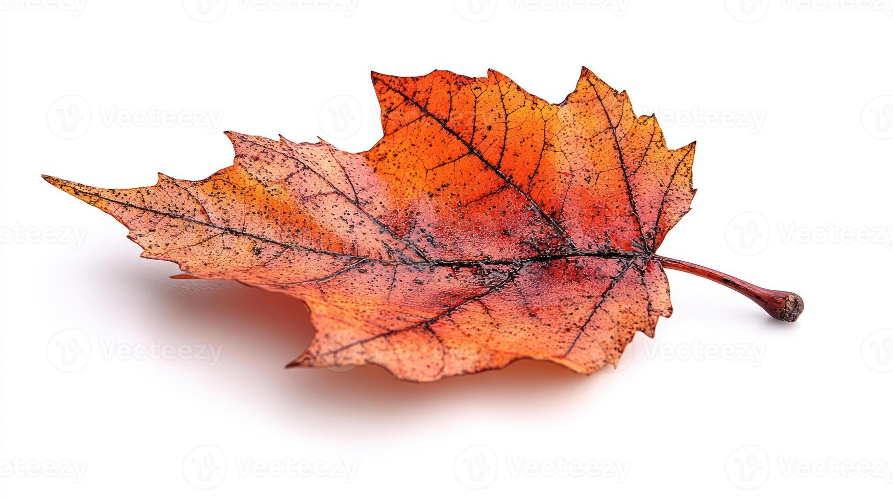 An autumn leaf rests on white, showcasing beautiful colors and patterns photo