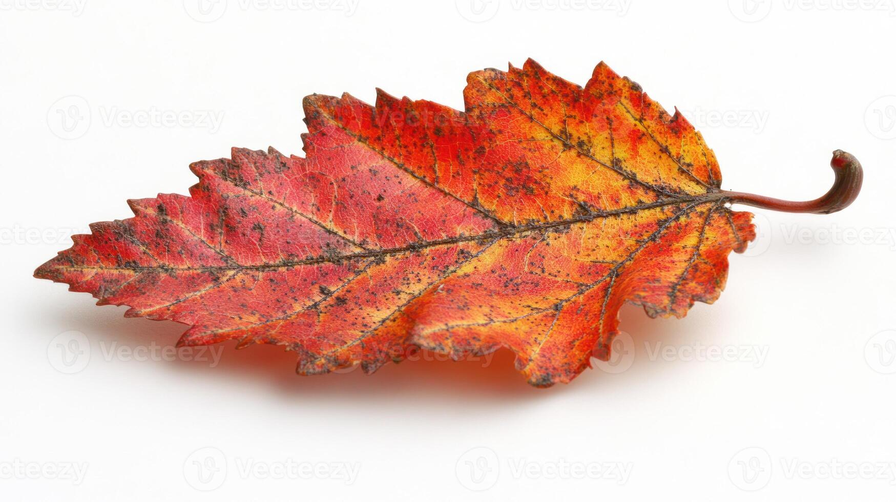A striking red and orange leaf captures the essence of autumn's beauty and transformation photo