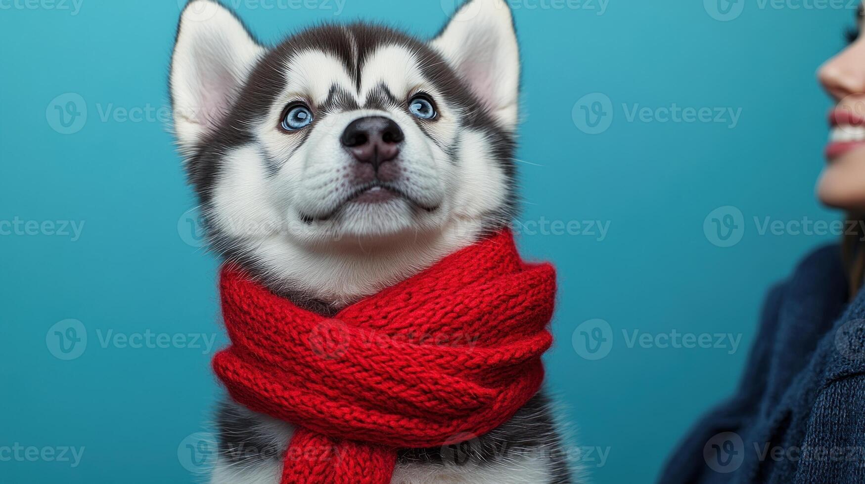 A husky puppy in a red scarf enchants with its blue eyes and playful charm photo