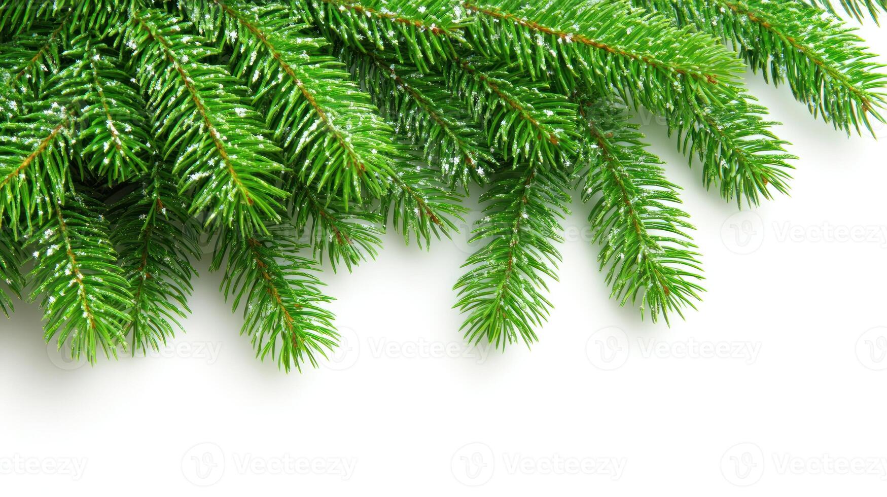 Vibrant green fir tree branches showcase their lush needles against a white backdrop photo