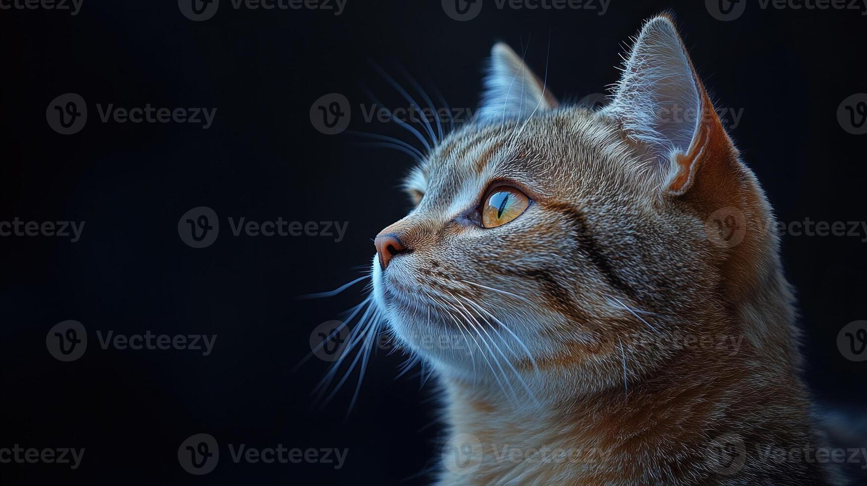 The tabby cat gazes intently, illuminated softly against the dark background photo