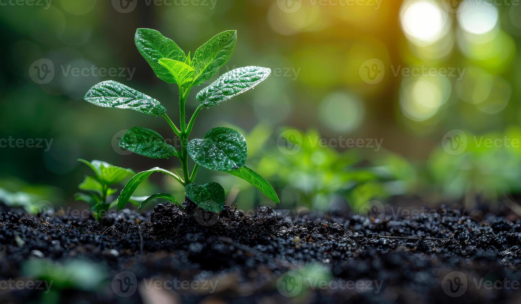 Young plant in rich soil and sunlight A young green plant emerges from dark soil, thriving in a sunlit forest as nature supports its growth and vitality. photo