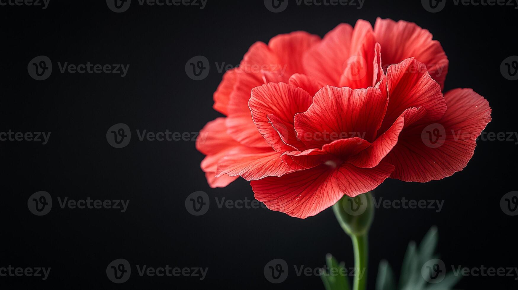 Red flower blooms on dark backdrop. A bright red flower displays its delicate petals, contrasting beautifully with a dark backdrop in a stunning display of nature's beauty. photo