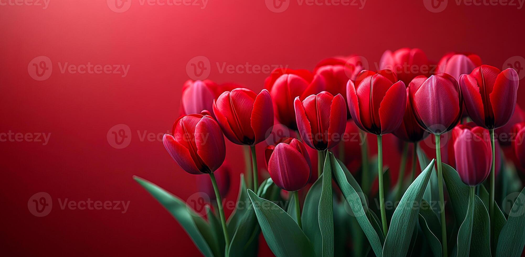 Red tulips on a vivid red background. A bouquet of striking red tulips stands elegantly against a vivid red background, showcasing their natural beauty and charm. photo