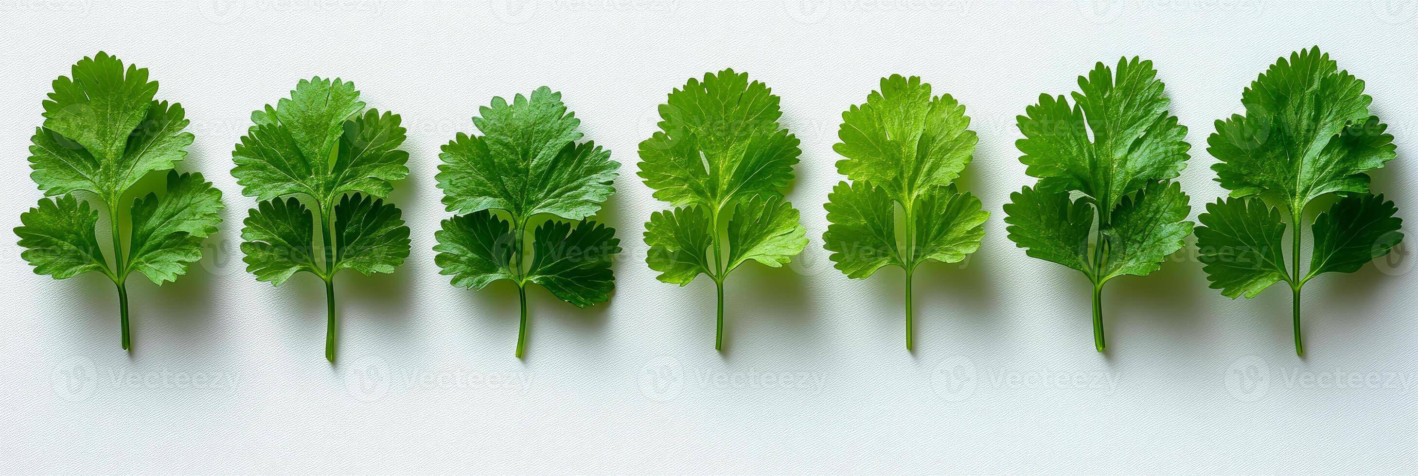 A row of green herbs are lined up on a white background. The herbs are all different sizes and shapes, but they all have a similar green color. Concept of freshness and natural beauty photo
