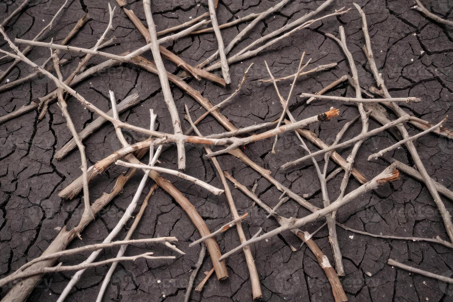 dry broken twigs photo