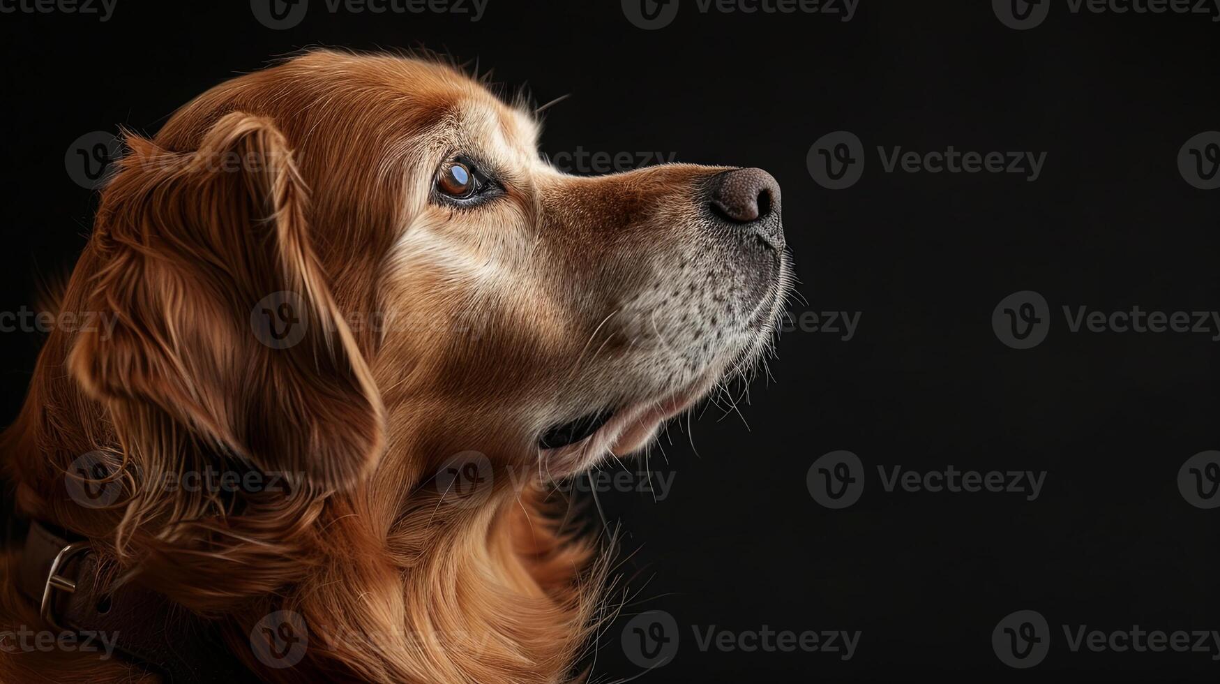 A golden retriever dog looking up at something photo