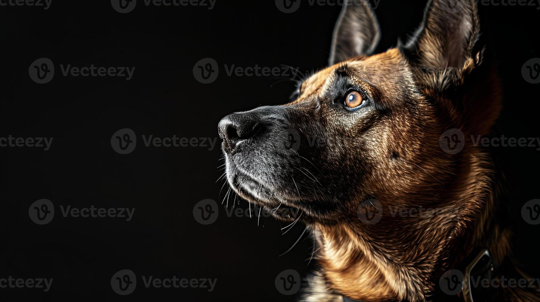 A german shepherd dog is looking up at something photo