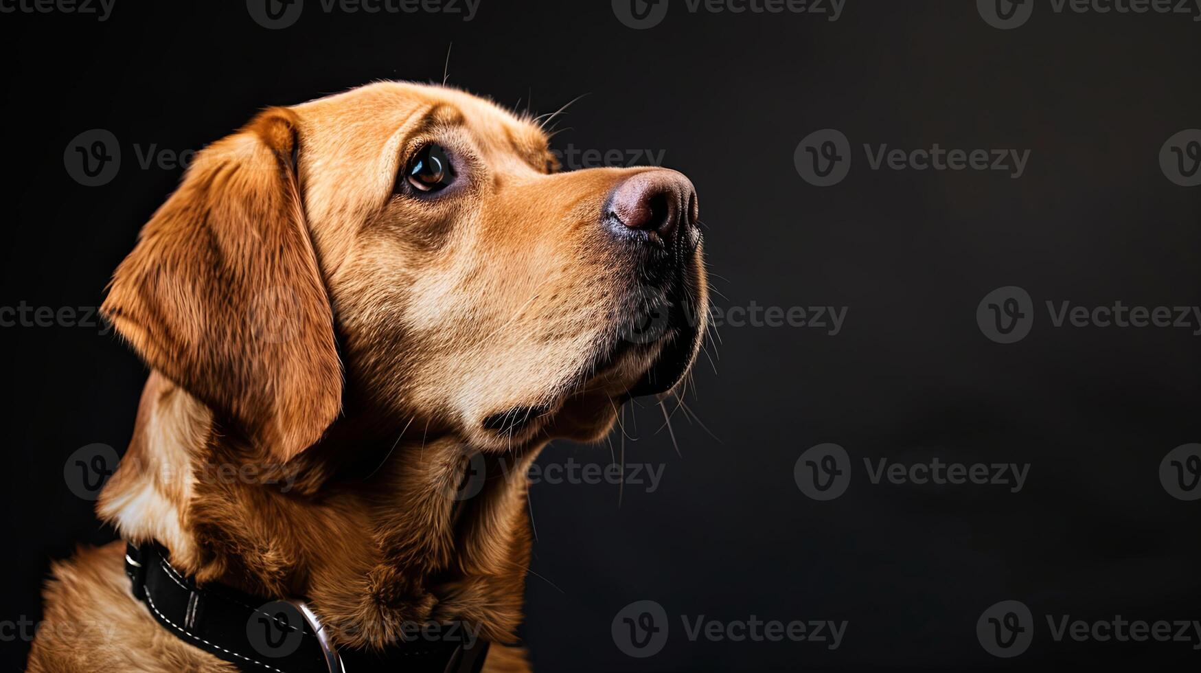 A dog is looking up at something photo