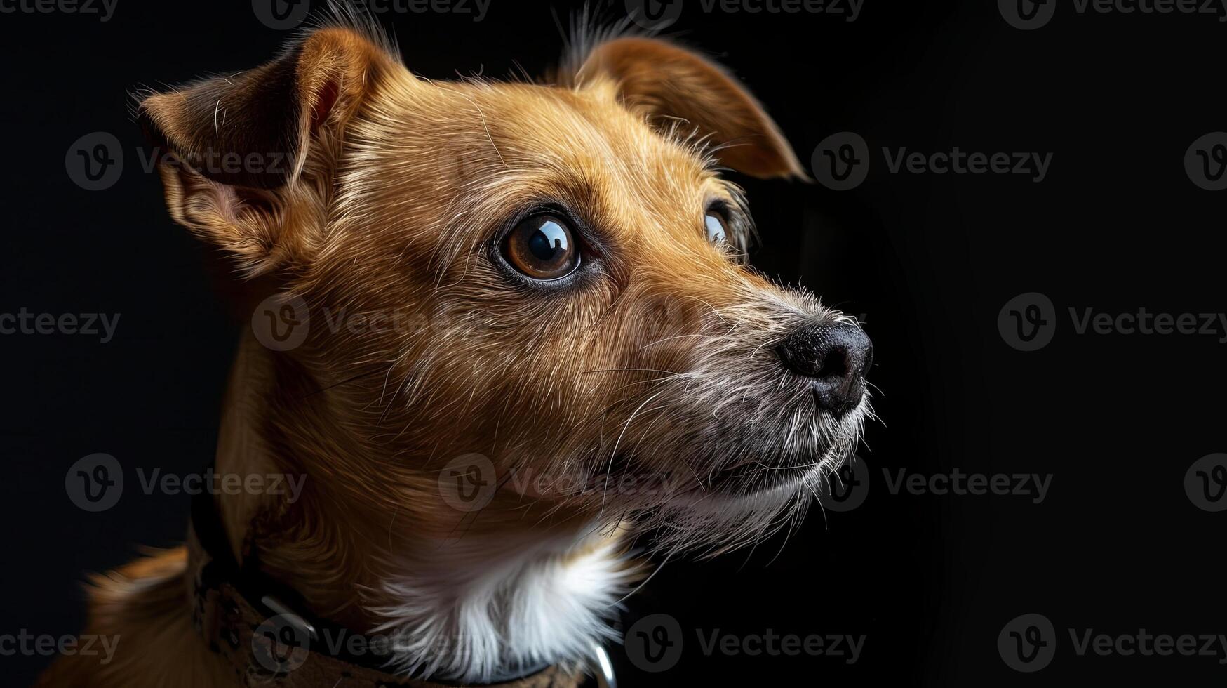 A dog with a collar looking up at the camera photo