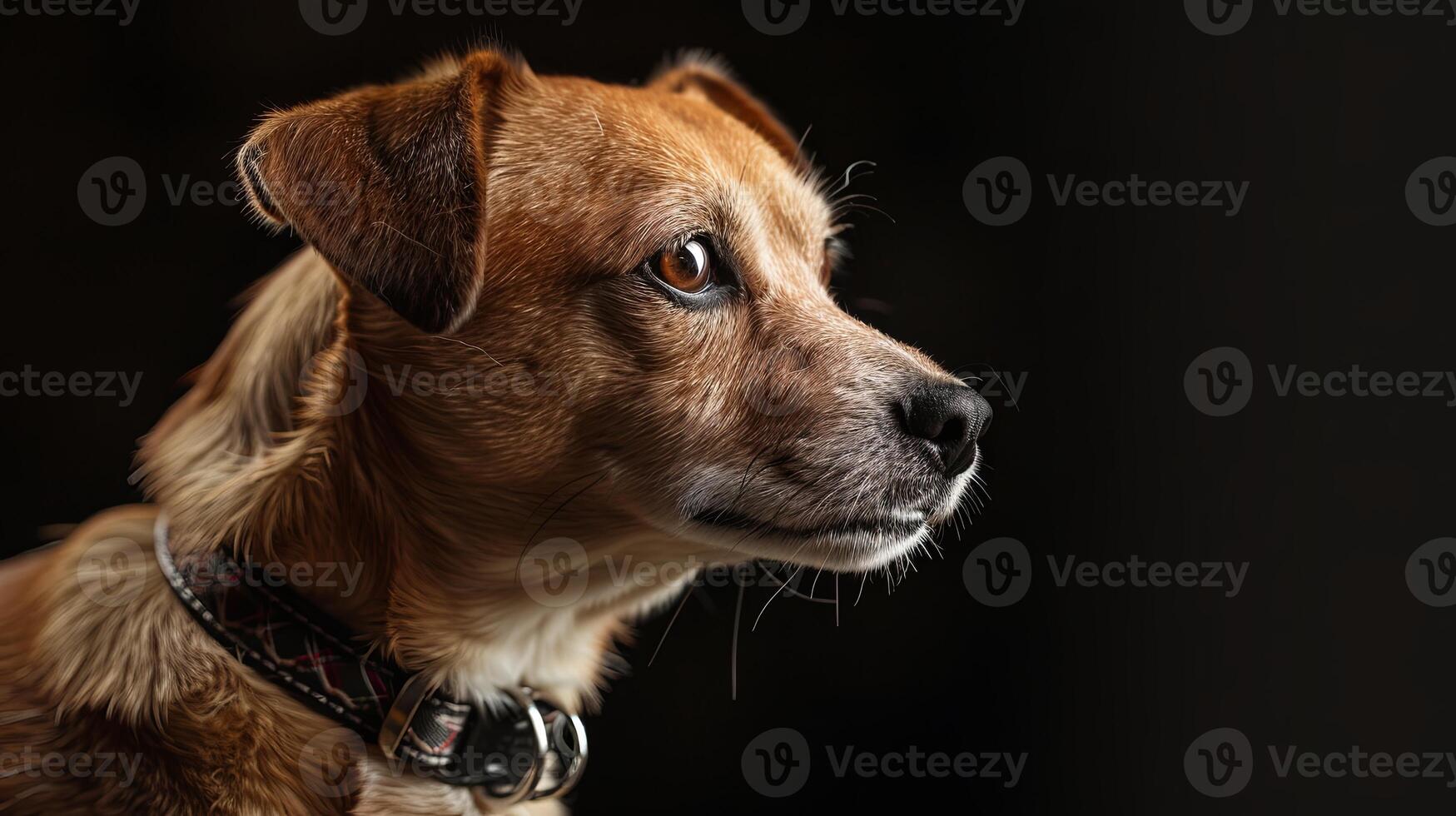 A dog with a collar on a black background photo