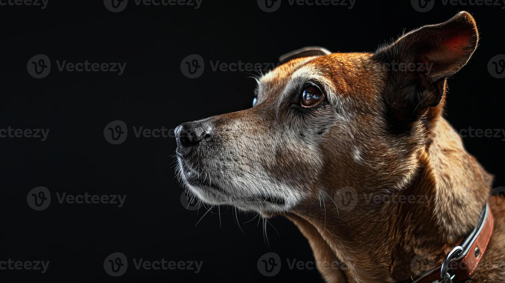 A dog is looking up at something photo