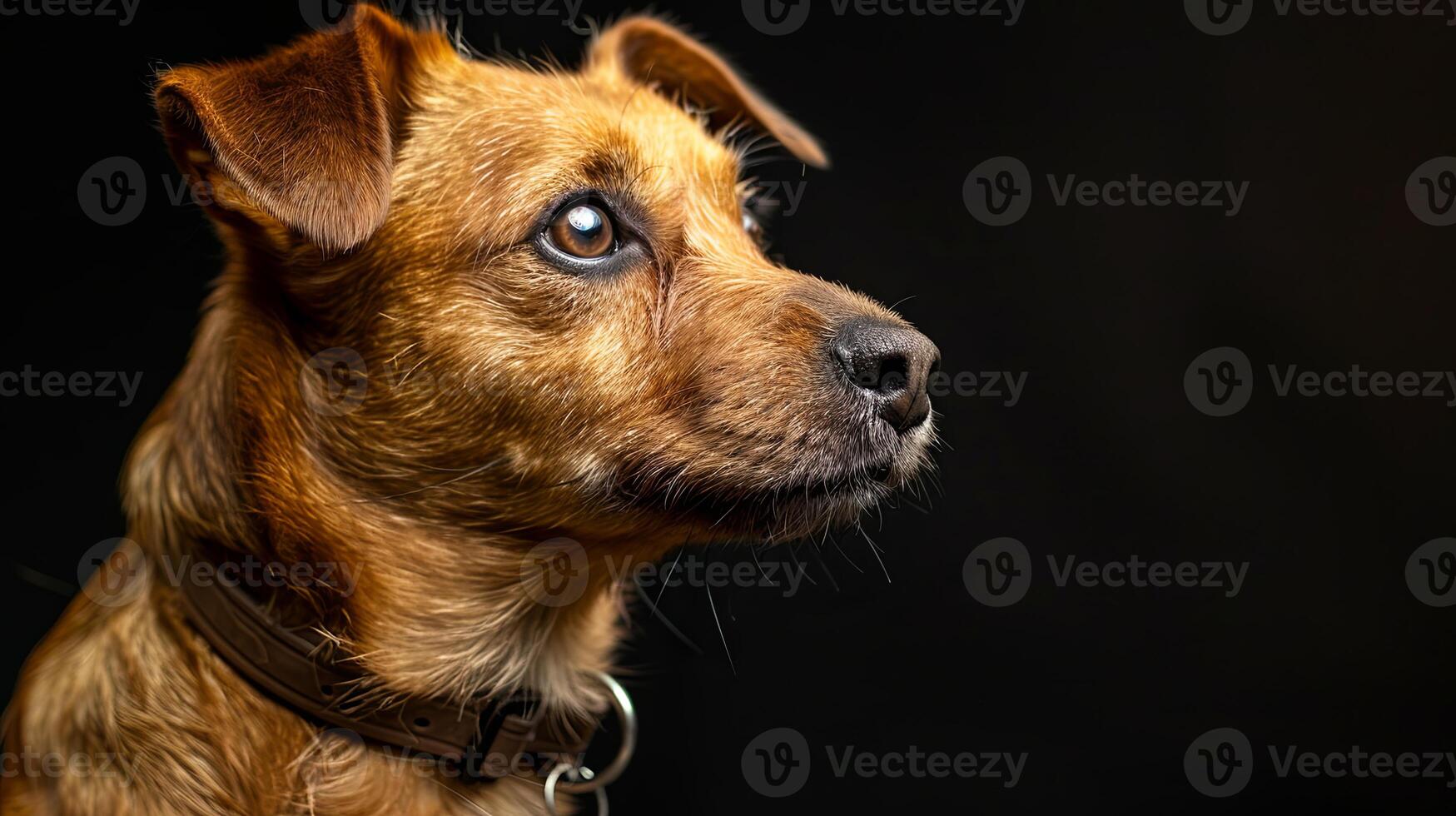 A brown dog with a collar looking up photo