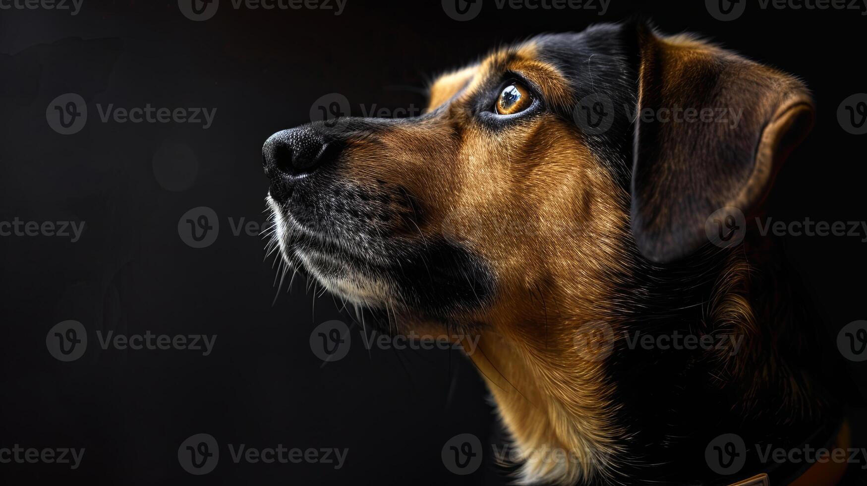 A dog is looking up at something photo