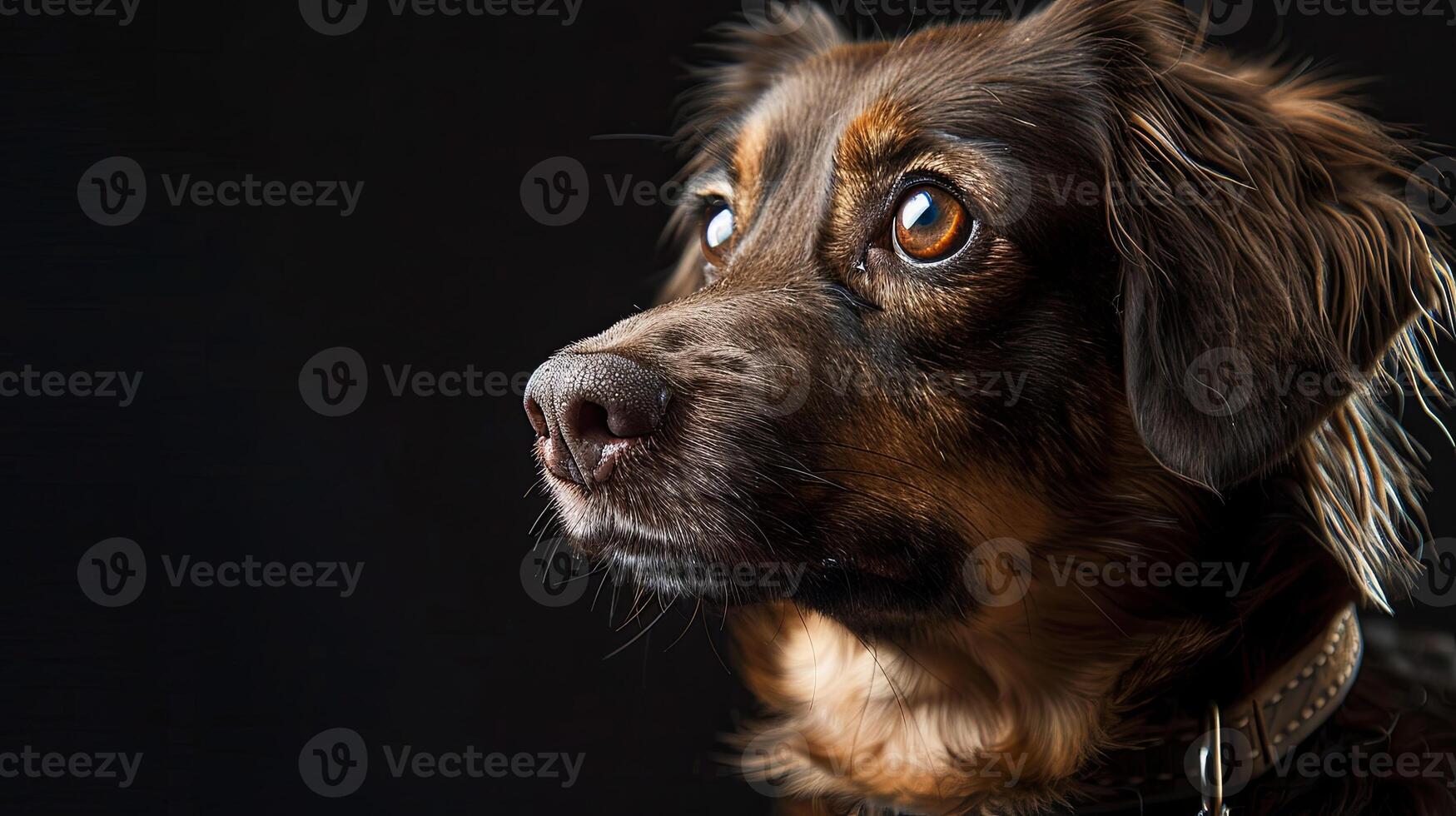 A dog with a collar on a black background photo